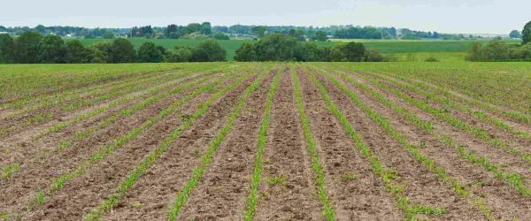 increase-soil-fertility